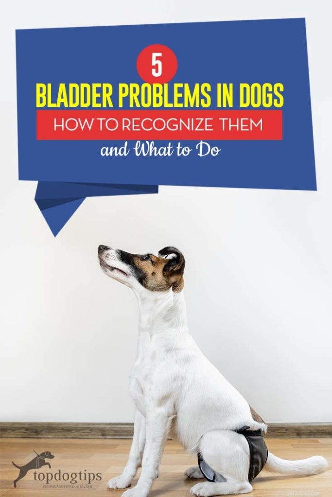 5 problémů s močovým měchýřem u psů:příznaky a léčba
