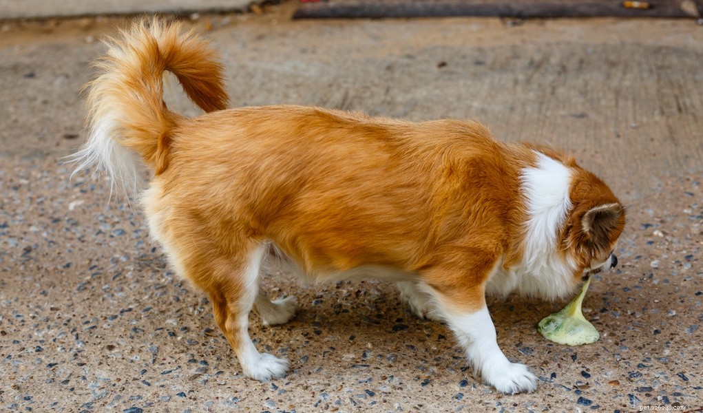 11 Problemi di stomaco nei cani:cause e trattamento