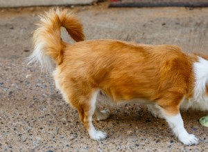 11 žaludečních potíží u psů:příčiny a léčba