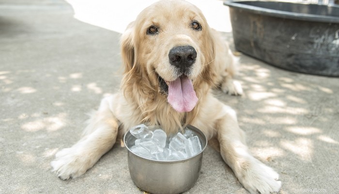 24 manieren om een ​​zonnesteek bij honden te voorkomen