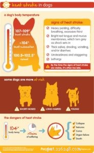 犬の熱射病を防ぐ24の方法 