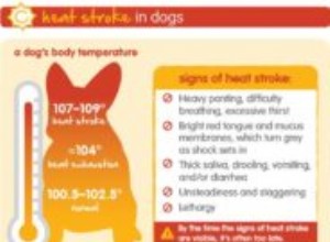 24 способа предотвратить тепловой удар у собак