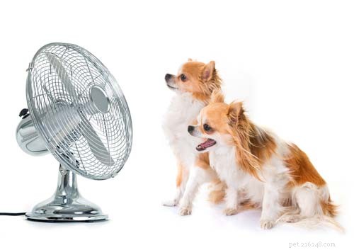 24 sätt att förhindra värmeslag hos hundar