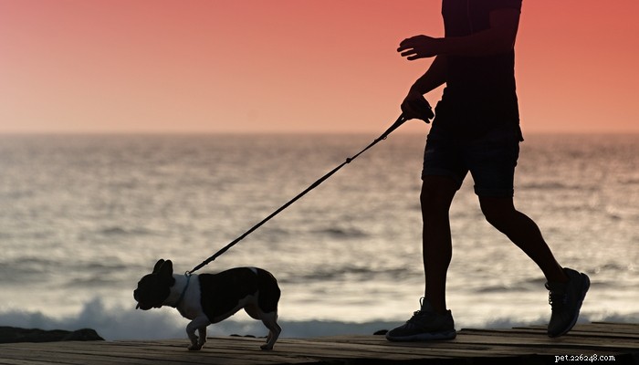 24 manieren om een ​​zonnesteek bij honden te voorkomen
