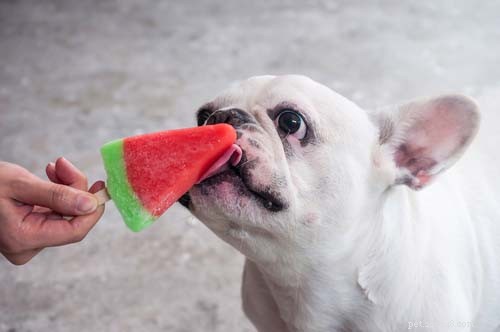 24 sätt att förhindra värmeslag hos hundar