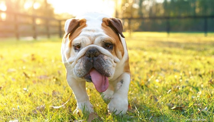 24 způsobů, jak zabránit úpalu u psů