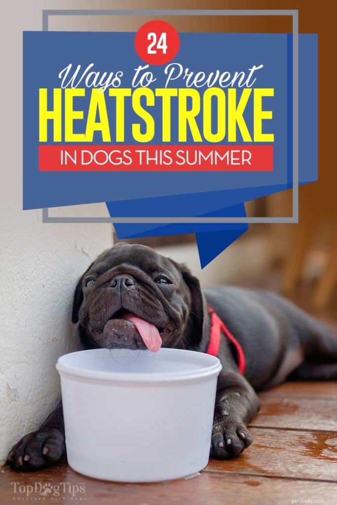 24 способа предотвратить тепловой удар у собак