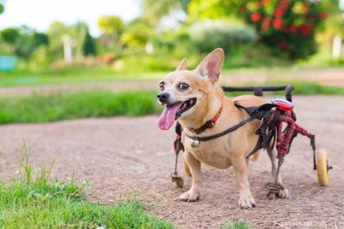 Vyklouznutí disku u psů:Příčiny a léčba