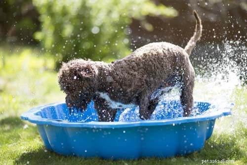 10 suggerimenti su come mantenere i cani al fresco all esterno