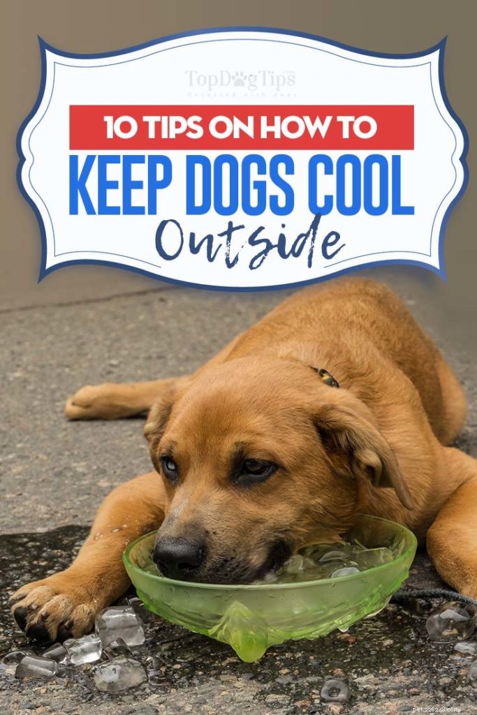 10 tips om honden buiten koel te houden