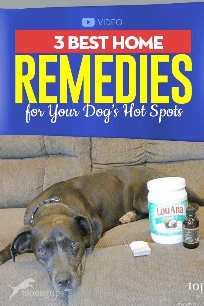 3 beste home remedies voor hot spot honden