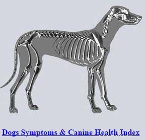 Miglior controllo online dei sintomi di malattia del cane