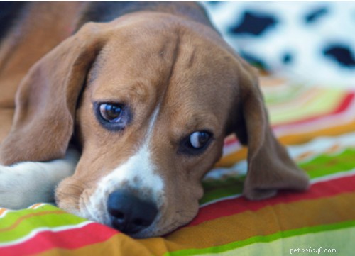 De ziekte van Addison bij honden:de gids voor eigenaren van gezelschapsdieren