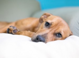Addisonova choroba u psů:Průvodce pro majitele domácích mazlíčků