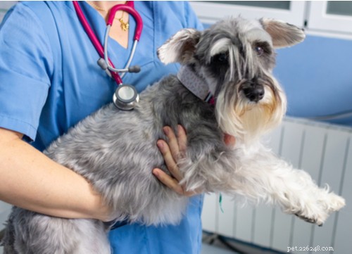 La maladie d Addison chez le chien :le guide pour les propriétaires d animaux