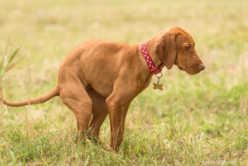 Test fecale per cani:cos è, quando è fatto, costi e altro