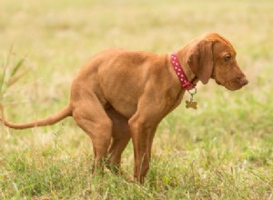 Test fécal pour chiens :de quoi s agit-il, quand est-il effectué, coûts et plus