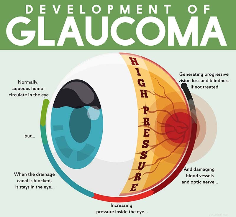 Glaucoma nei cani:cause, segni, trattamento