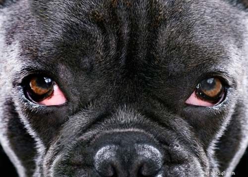 Glaucoma nei cani:cause, segni, trattamento