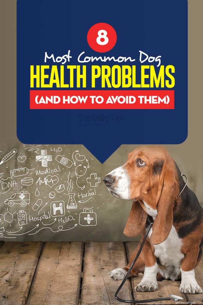 9 problemas de saúde caninos mais comuns