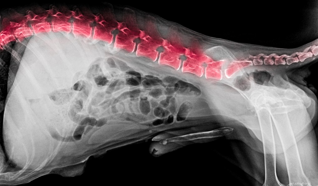 椎間板ヘルニアで犬を快適にするための6つのヒント 
