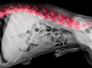 椎間板ヘルニアで犬を快適にするための6つのヒント 