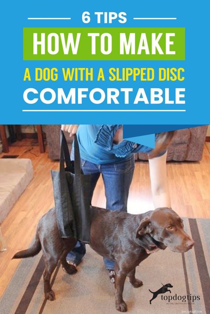 6 tips om een ​​hond met een hernia comfortabel te maken