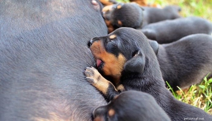 15 tips voor zwangerschap en werpen van honden