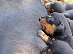 15 советов по беременности и родам собак
