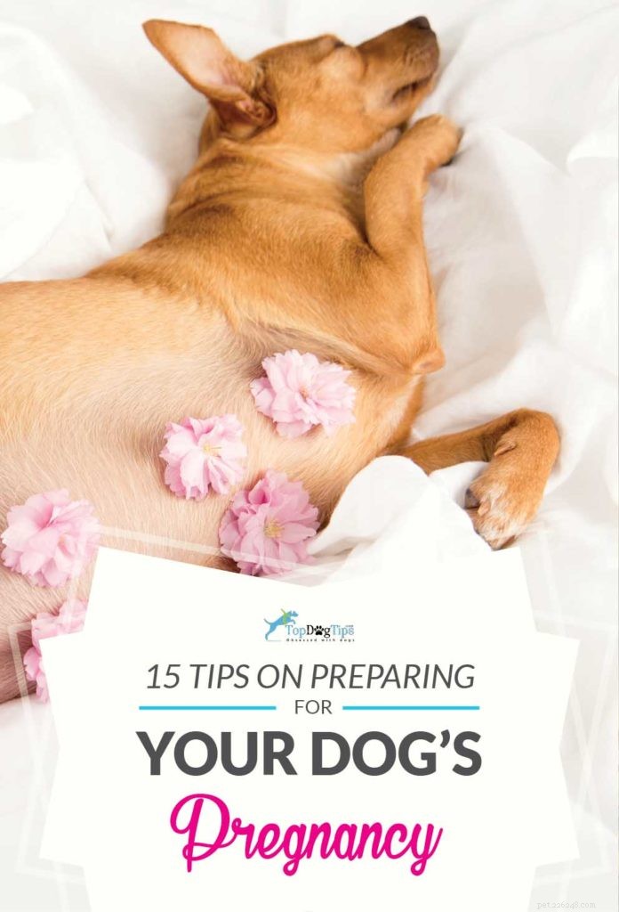 15 dicas de gravidez e parto de cães