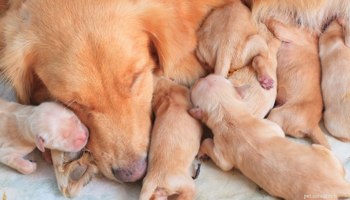 15 dicas de gravidez e parto de cães