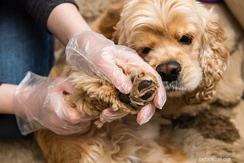 10 způsobů, jak zabránit lymské borelióze u psů