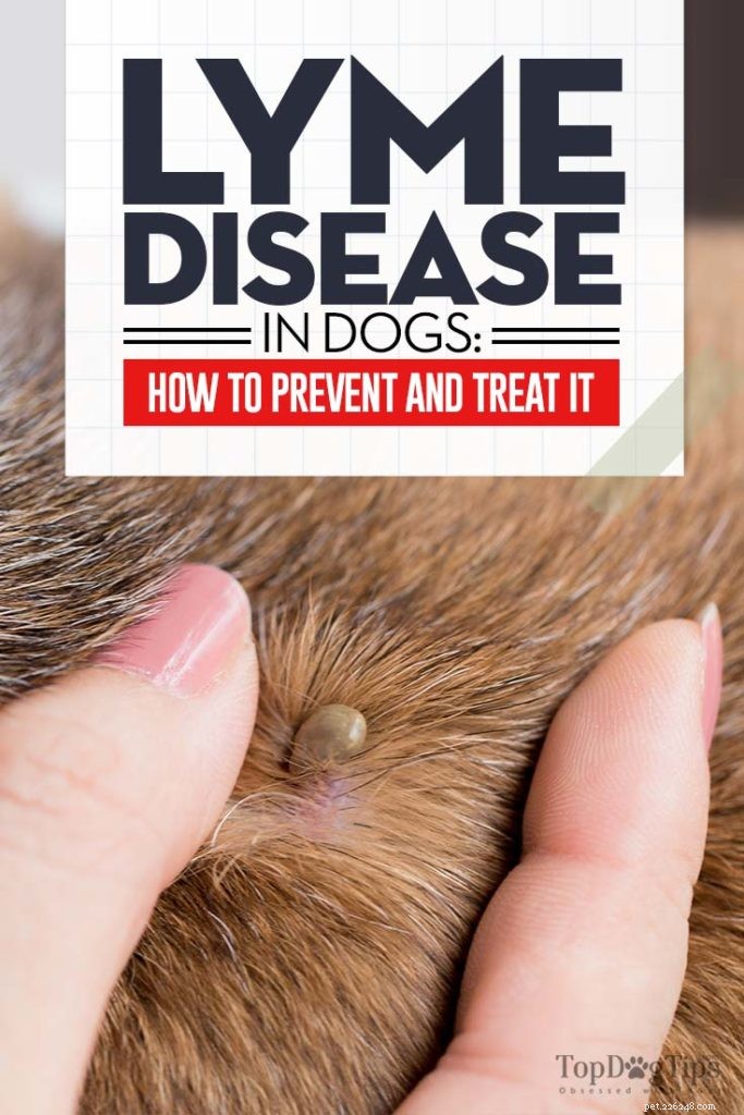 10 modi per prevenire la malattia di Lyme nei cani