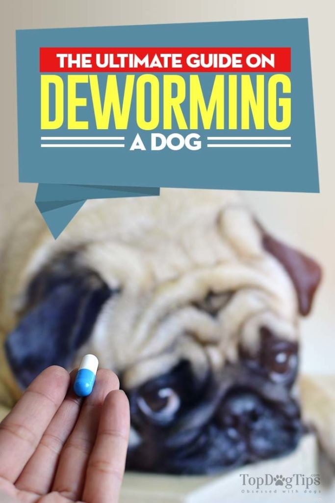 De gids voor het ontwormen van een hond