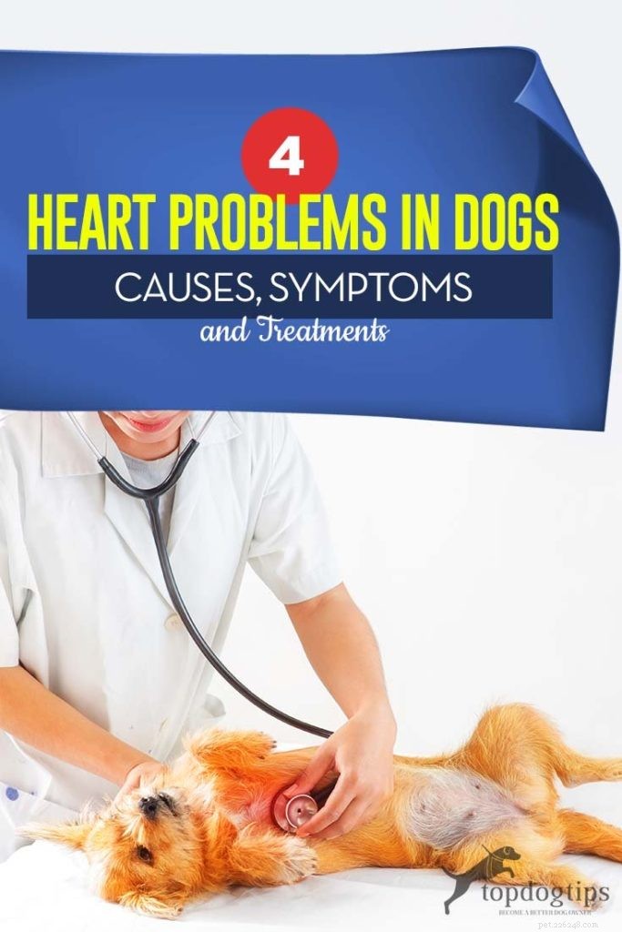 4 problemi cardiaci nei cani:segni, cause e trattamenti