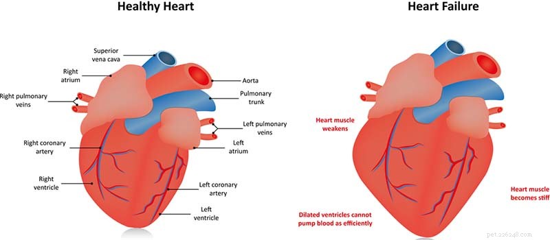 개의 심장 문제 4가지:징후, 원인 및 치료
