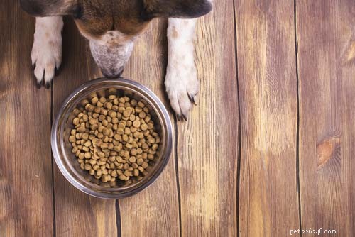 5 tips om uw hond in een betere fysieke conditie te krijgen