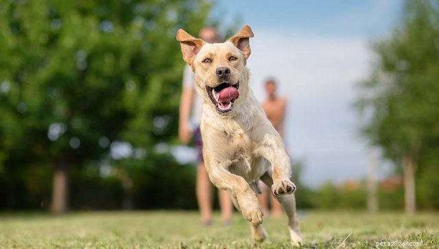 5 tips om uw hond in een betere fysieke conditie te krijgen