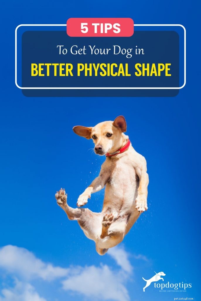 5 consigli per portare il tuo cane in una forma fisica migliore