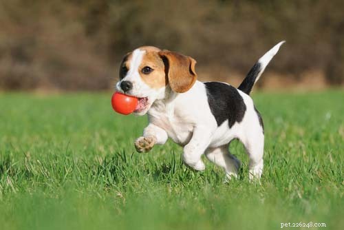 Jsou tenisové míčky špatné pro psy?