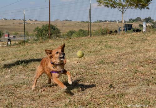 Zijn tennisballen slecht voor honden?