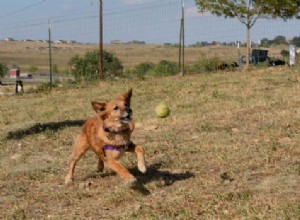 Bolas de tênis são ruins para cães?