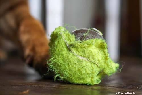 Являются ли теннисные мячи вредными для собак?