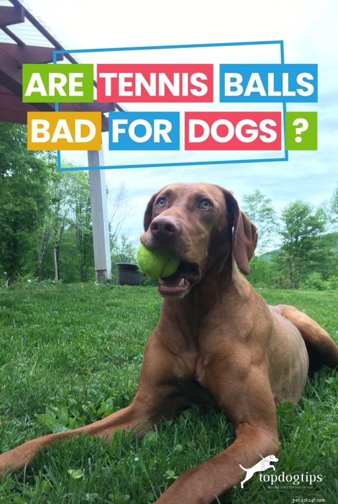 테니스 공은 개에게 해롭습니까?