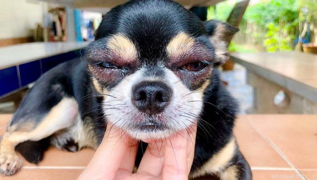 Le allergie più comuni nei cani
