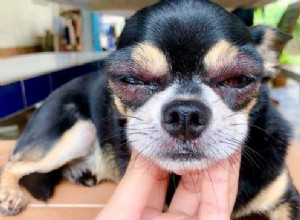 Nejčastější alergie u psů