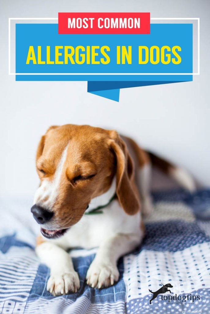 Allergies les plus courantes chez les chiens