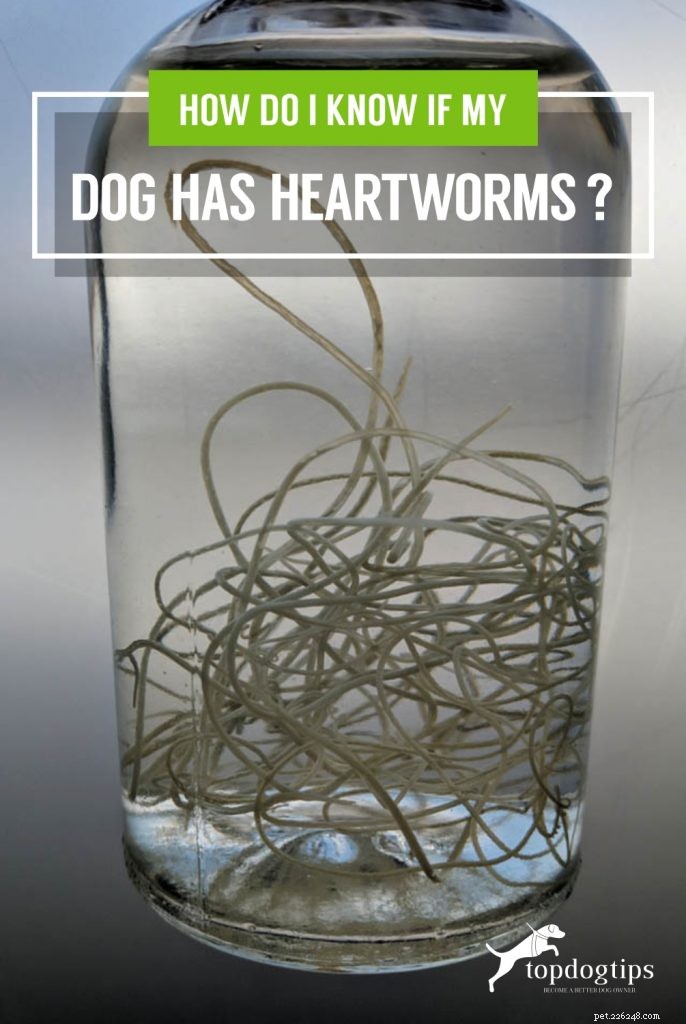 Hoe weet ik of mijn hond hartworm heeft?