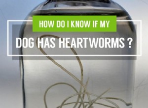 내 강아지에게 심장사상충이 있는지 어떻게 알 수 있습니까?