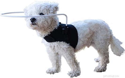 8 základních produktů pro slepé psy, které musíte mít